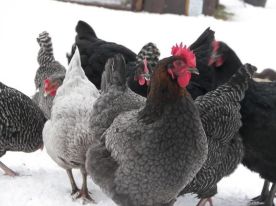 8a0d61d5d7321f7a114924ad817a0e61